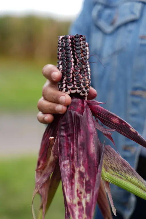 Chapingo pone al servicio del Estado maíz nativo de alto valor nutricional y genético
