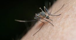Descubren por primera vez en la historia mosquitos en Islandia
