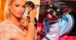 A Paris Hilton se le perdió el perro, así que lo clonó