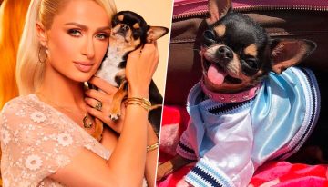 A Paris Hilton se le perdió el perro, así que lo clonó