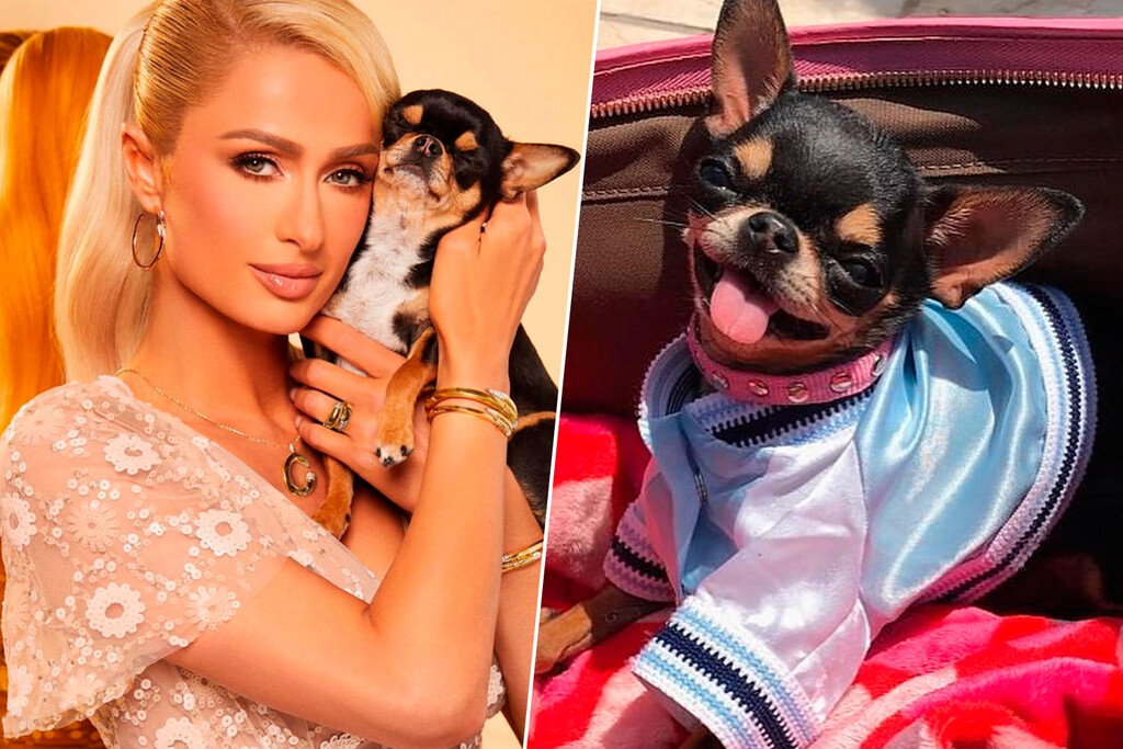 A Paris Hilton se le perdió el perro, así que lo clonó 
