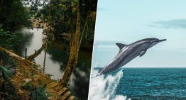 Decenas de delfines murieron en el Amazonas en solo un día: así es cómo la ciencia ha desentrañado el misterio del lago Tefé