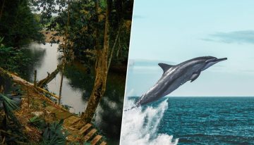 Decenas de delfines murieron en el Amazonas en solo un día: así es cómo la ciencia ha desentrañado el misterio del lago Tefé