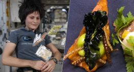 Los insectos llevan décadas viajando al espacio. Ahora la ESA estudia ponerlos en el plato de los astronautas