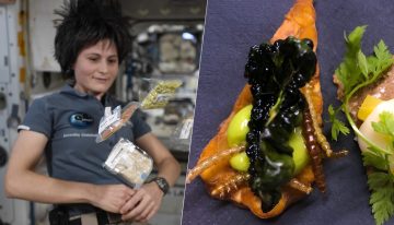 Los insectos llevan décadas viajando al espacio. Ahora la ESA estudia ponerlos en el plato de los astronautas