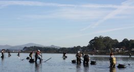 En Galicia los mariscadores están capturando almejas para luego devolverlas al mar. Hay un motivo y está en Canadá