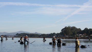 En Galicia los mariscadores están capturando almejas para luego devolverlas al mar. Hay un motivo y está en Canadá