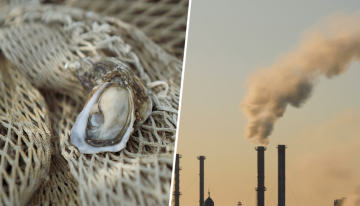 Hay muchas formas de revertir el calentamiento global, pero ninguna tan sabrosa como cultivar ostras a gran escala