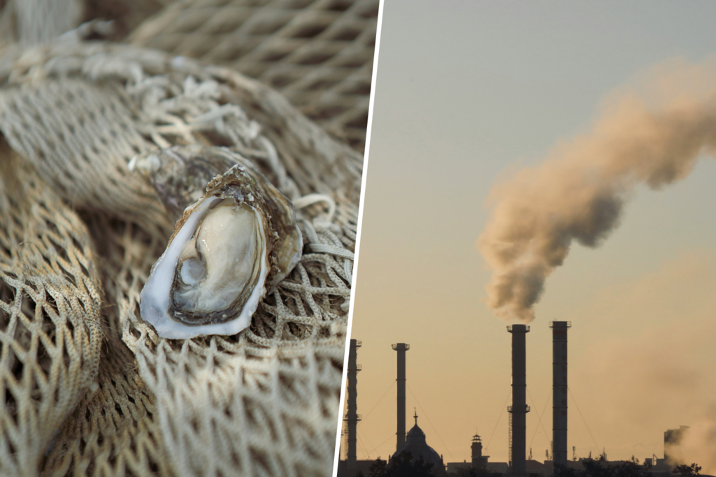 Hay muchas formas de revertir el calentamiento global, pero ninguna tan sabrosa como cultivar ostras a gran escala