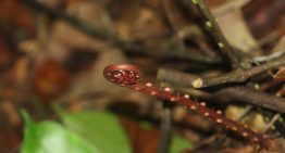 China ha encontrado el santo grial de las tierras raras. Y lo más sorprendente es dónde: en el interior de un ser vivo