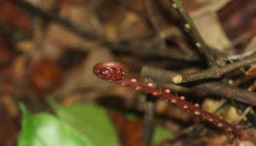 China ha encontrado el santo grial de las tierras raras. Y lo más sorprendente es dónde: en el interior de un ser vivo