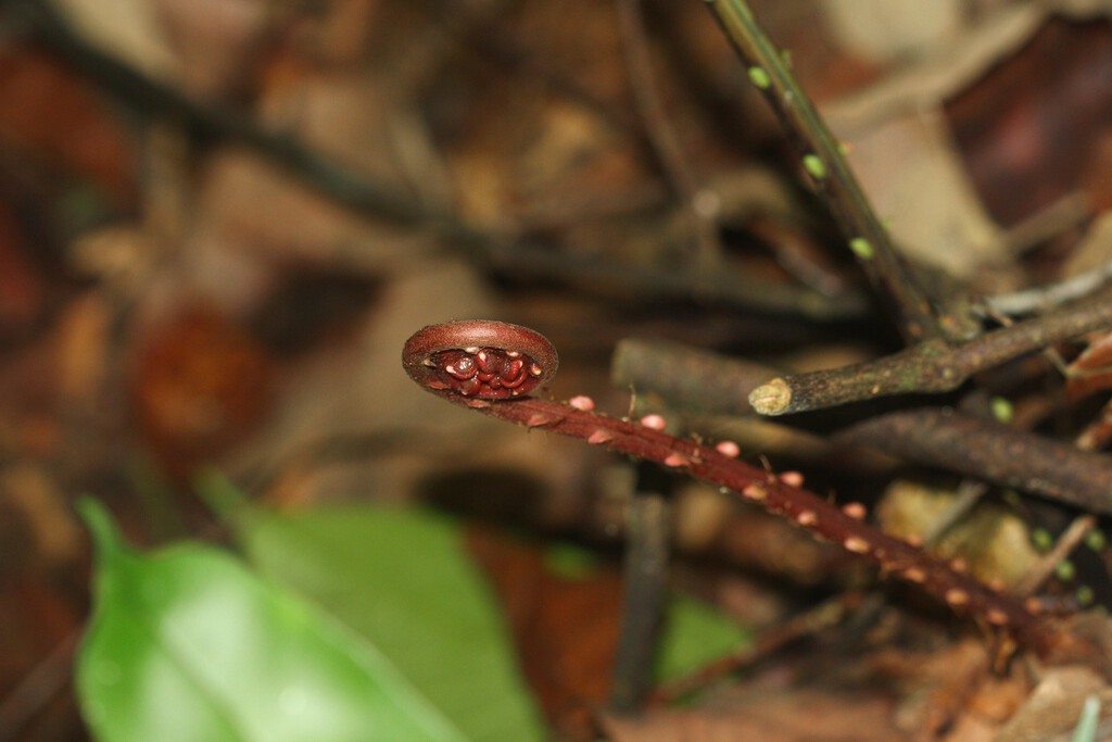 China ha encontrado el santo grial de las tierras raras. Y lo más sorprendente es dónde: en el interior de un ser vivo