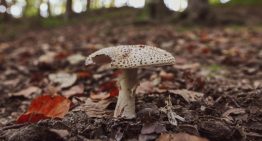 Hay un grupo de Facebook disponible 24 horas al que acuden hasta los médicos. Su misión: identificar setas venenosas