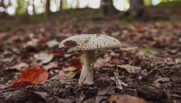 Hay un grupo de Facebook disponible 24 horas al que acuden hasta los médicos. Su misión: identificar setas venenosas