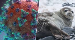 La gripe aviar H5N1 desata una masacre en la Antártida: la mitad de las focas hembras han desaparecido ya