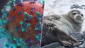 La gripe aviar H5N1 desata una masacre en la Antártida: la mitad de las focas hembras han desaparecido ya