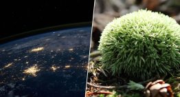 Hemos dejado musgo nueve meses fuera en el espacio a merced del vacío y la radiación. Ha vuelto vivo y batiendo récords