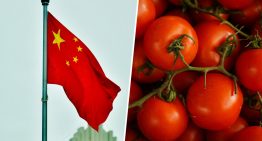 Italia lleva años importando su famosísima pasta de tomate «italiana» de China. Y ahora China tiene un problema