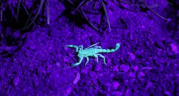 Los modelos de IA tienen un problema: se llama 'data poisoning' y los está envenenando desde dentro