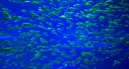 La fiebre por las baterías llega al abismo: los residuos mineros están cambiando la vida en las profundidades del Pacífico