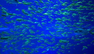 La fiebre por las baterías llega al abismo: los residuos mineros están cambiando la vida en las profundidades del Pacífico