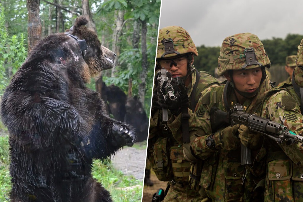 El envejecimiento de Japón ha explotado en emergencia: no es que haya osos hambrientos, es quién queda para hacerles frente
