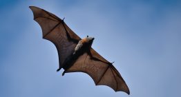 El juego del lenguaje