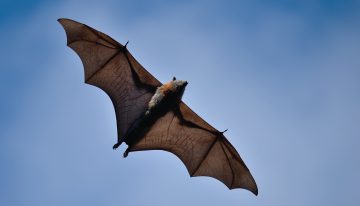 El juego del lenguaje