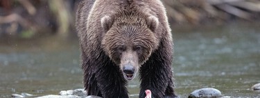 Hace 20 años un grupo de anarcocapitalistas quiso crear una utopía libertaria en EEUU. Le salió un paraíso para osos