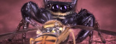 21 fotos de arañas devorando insectos son el recordatorio perfecto de la bellísima brutalidad del reino animal