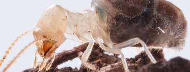 Las termitas kamikaze se inmolan para proteger la colonia. Acabamos de descubrir el secreto de sus mochilas "explosivas"