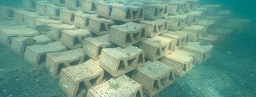 55.000 ostras están a punto de invadir el Mar Menor: son la última esperanza de un ecosistema al borde del colapso