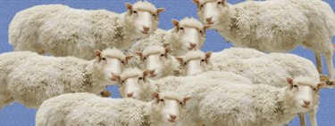 La oveja Dolly, 27 años del hito científico que obligó al mundo a examinar la ética de manipular la vida misma