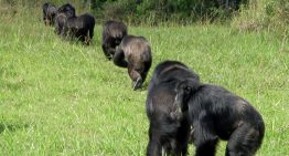 Los chimpancés van a la guerra por la supervivencia de sus hijos