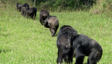 Los chimpancés van a la guerra por la supervivencia de sus hijos