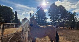 De pasear turistas a un retiro en el campo: la nueva vida de los caballos que tiraban de carruajes en Málaga