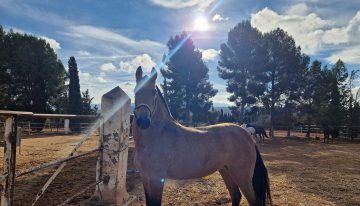 De pasear turistas a un retiro en el campo: la nueva vida de los caballos que tiraban de carruajes en Málaga