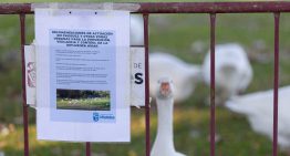 Madrid sacrifica a casi medio millón de gallinas por un brote de gripe aviar en Valdemoro