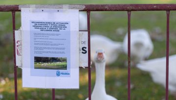 Madrid sacrifica a casi medio millón de gallinas por un brote de gripe aviar en Valdemoro