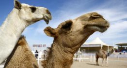 Unas diminutas proteínas procedentes de camellos y llamas podrían ser clave para tratar trastornos cerebrales