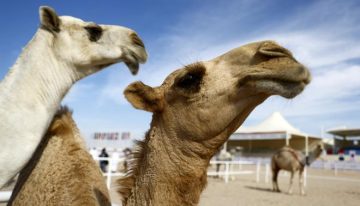 Unas diminutas proteínas procedentes de camellos y llamas podrían ser clave para tratar trastornos cerebrales