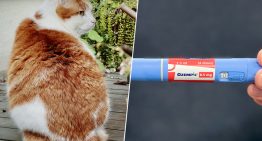 El problema de «mi gato está gordo» es tan común que la industria ha tenido una idea: «Ozempic para gatos»