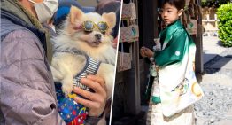 Como Japón se está quedando sin niños, está empezando a adoptar algunas ceremonias para un grupo al alza: los perros