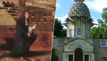 Colón introdujo la piña en Europa en 1496. 200 años más tarde los ingleses se volvieron locos