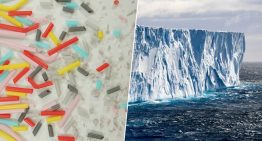 Hasta en el lugar más aislado del mundo: el único insecto de la Antártida ha empezado a comer algo que no debería