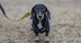 Un perro se perdió en 2021 en Estados Unidos. Cinco años después ha aparecido a 3.700 kilómetros de su casa