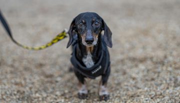Un perro se perdió en 2021 en Estados Unidos. Cinco años después ha aparecido a 3.700 kilómetros de su casa