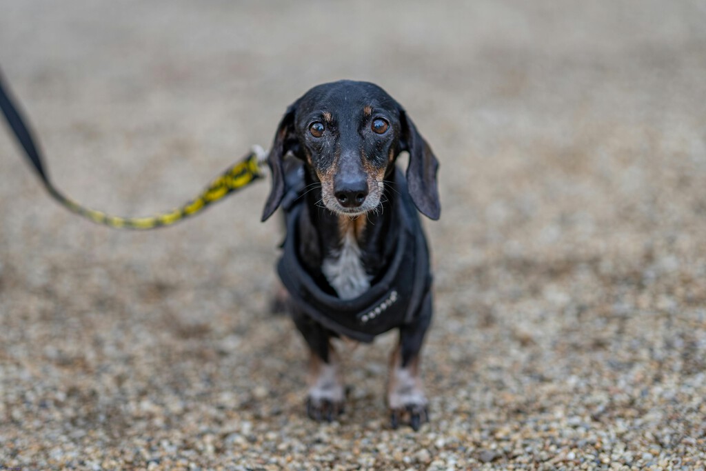 Un perro se perdió en 2021 en Estados Unidos. Cinco años después ha aparecido a 3.700 kilómetros de su casa