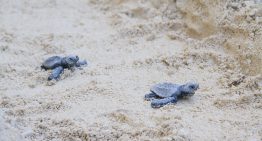 La tortuga boba cada vez es más frecuente en las costas españolas. Es una pésima señal sobre el Mediterráneo