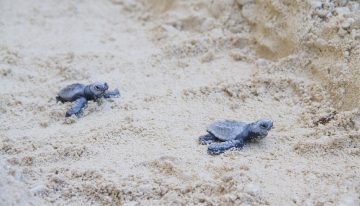 La tortuga boba cada vez es más frecuente en las costas españolas. Es una pésima señal sobre el Mediterráneo